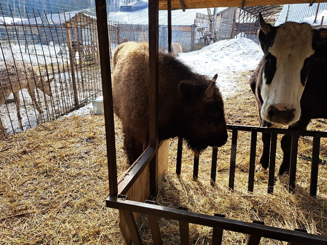Зубр Оленья ферма Олени животные туризм