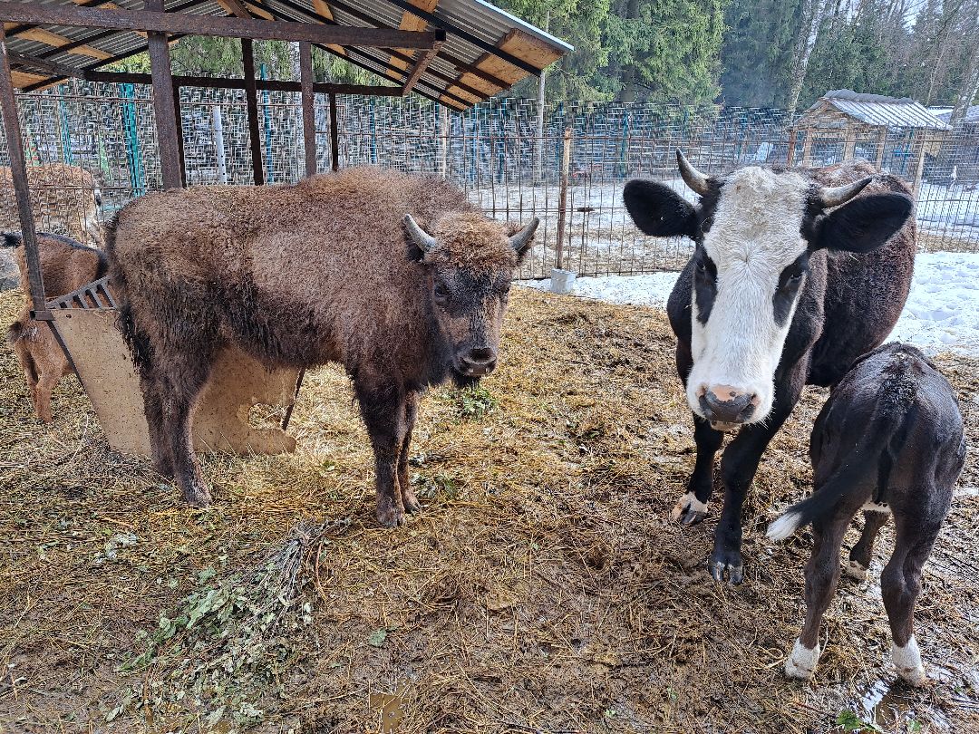 Зубр Оленья ферма Олени животные туризм