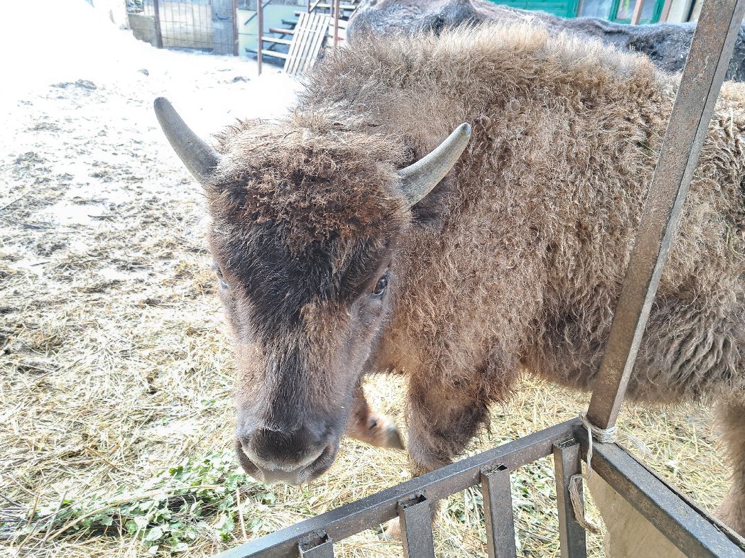 Зубр Оленья ферма Олени животные туризм
