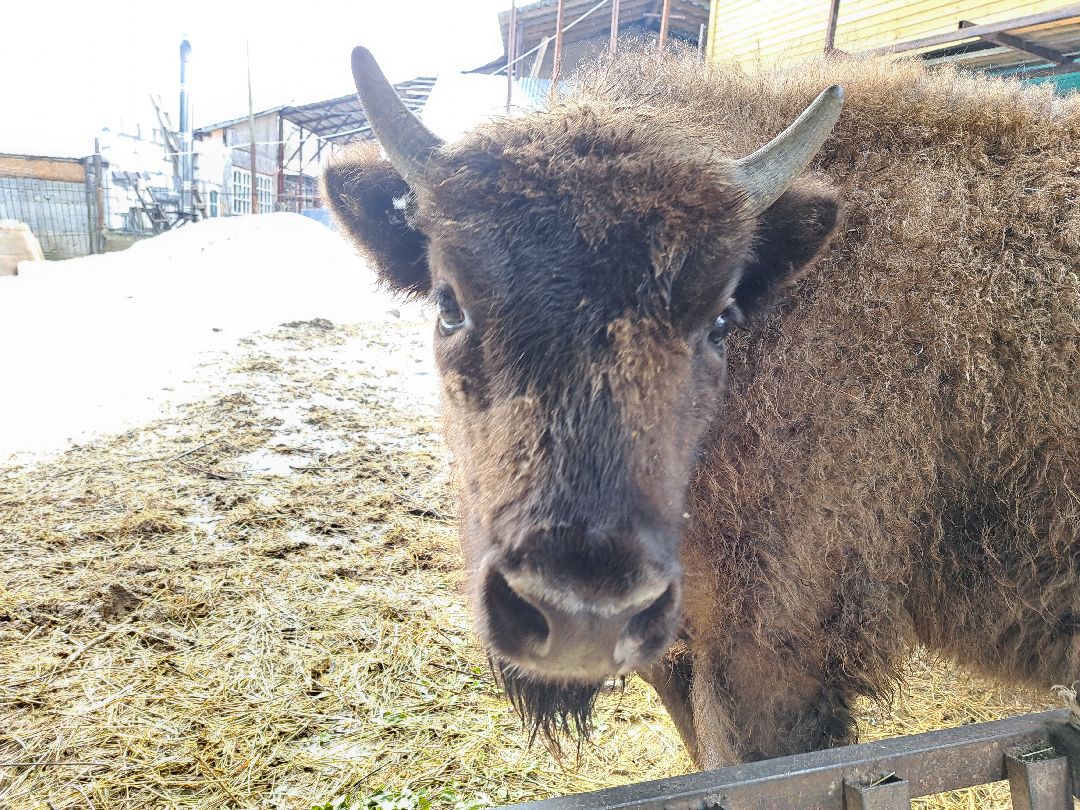 Зубр Оленья ферма Олени животные туризм