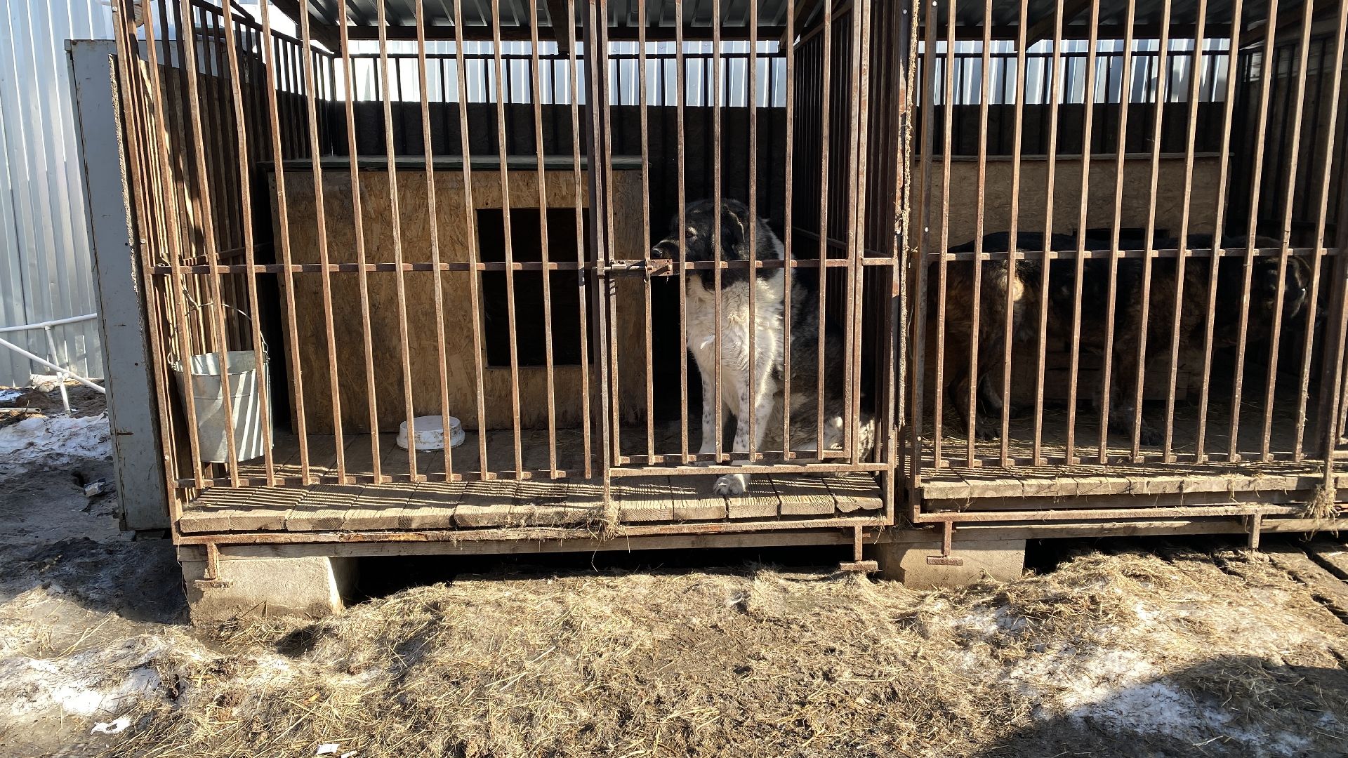 подтопления, приют для животных, дороги, спасение животных, приют Домошний,