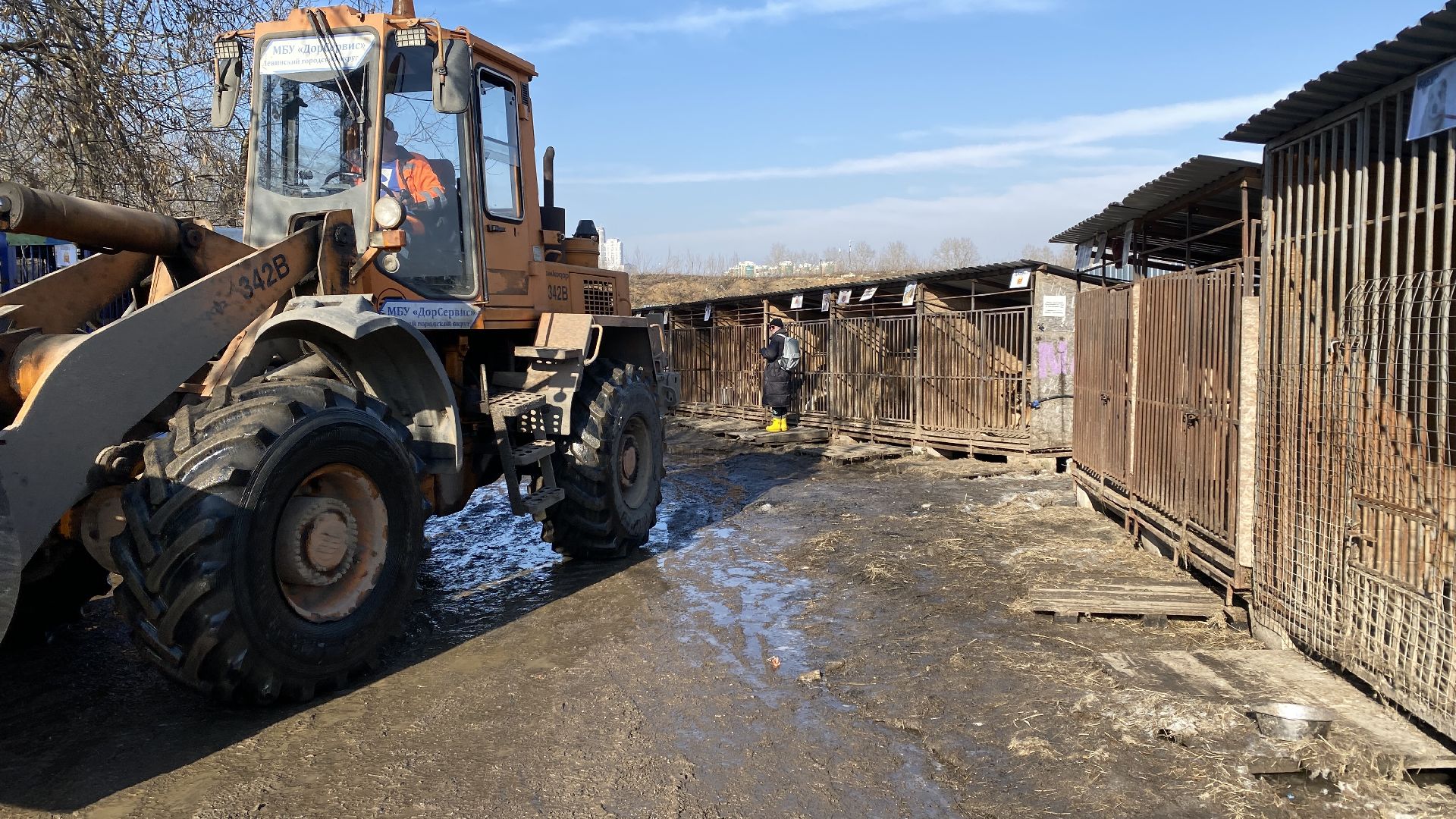 подтопления, приют для животных, дороги, спасение животных, приют Домошний,