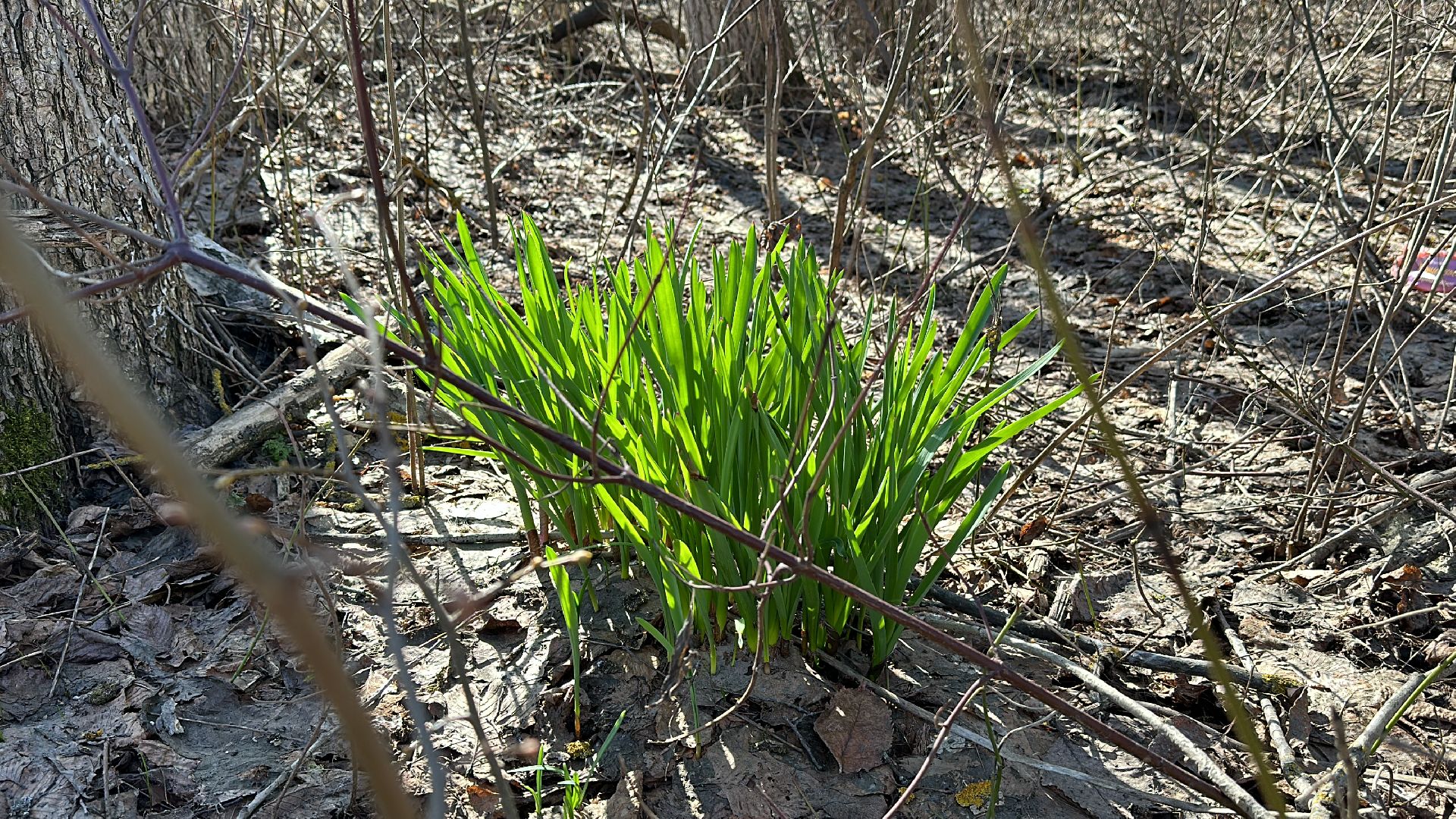 Клин, общество, благоутсройство, субботники, люди,