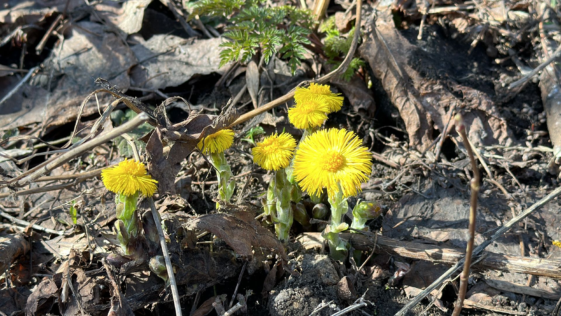 Клин, общество, благоутсройство, субботники, люди,