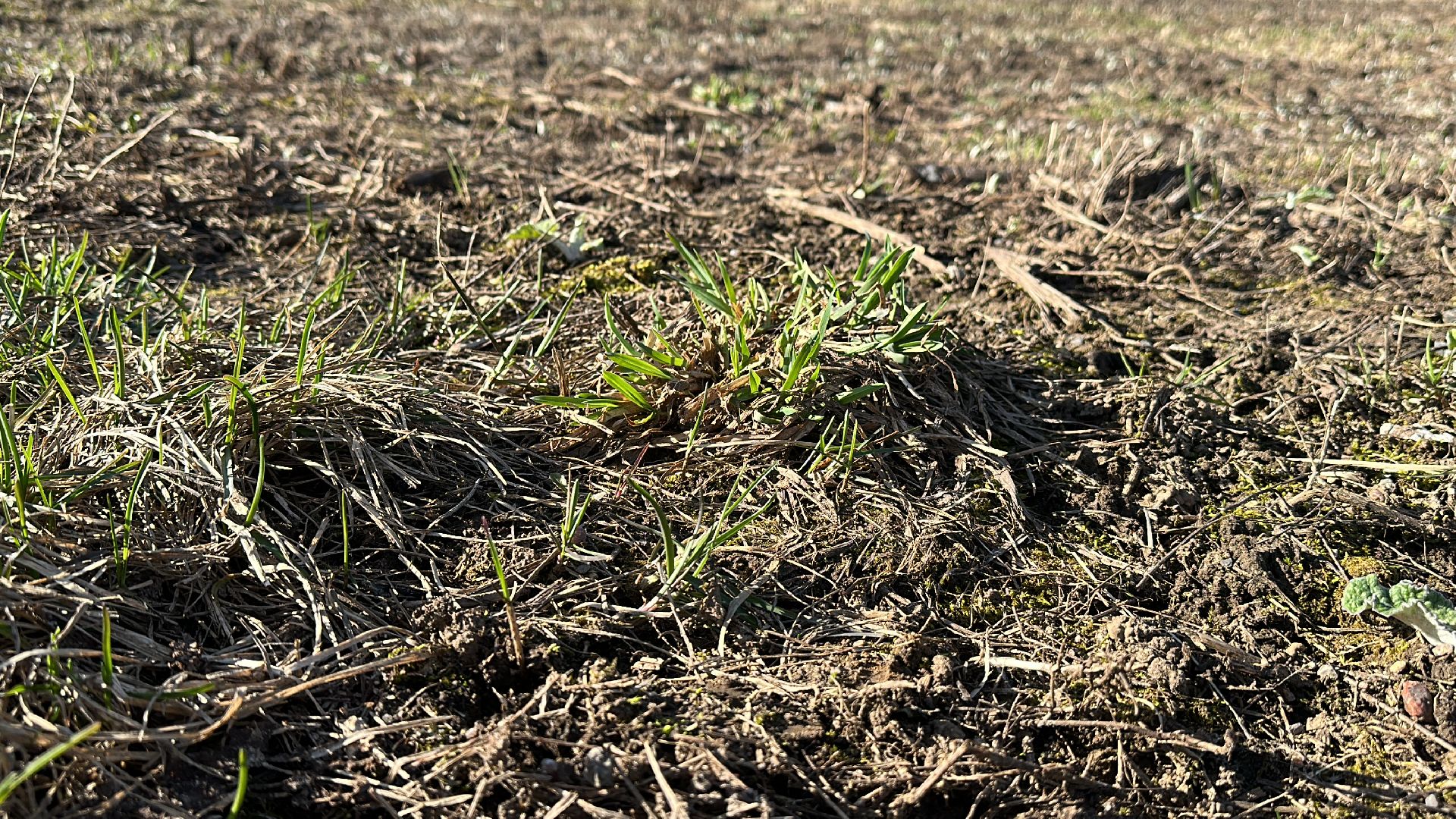 Клин, общество, благоутсройство, субботники, люди,