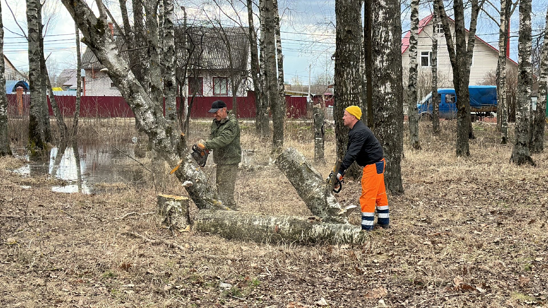 Клин, общество, благоустройство, опиловка деревьев, ЖКХ,
