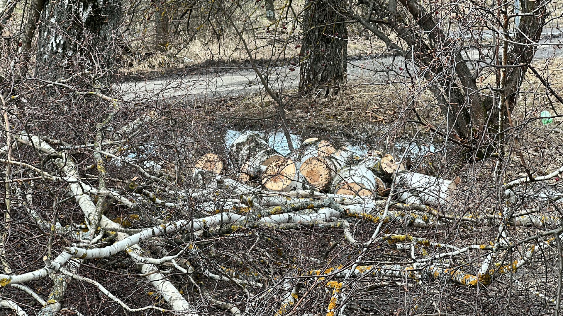 Клин, общество, благоустройство, опиловка деревьев, ЖКХ,