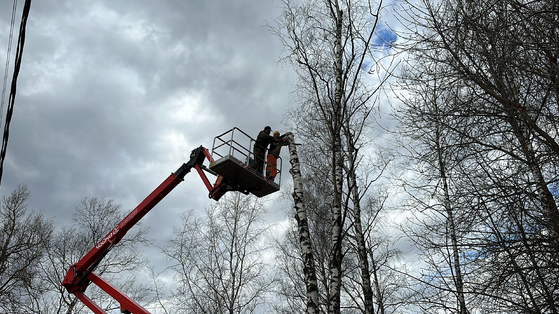 Клин, общество, благоустройство, опиловка деревьев, ЖКХ,