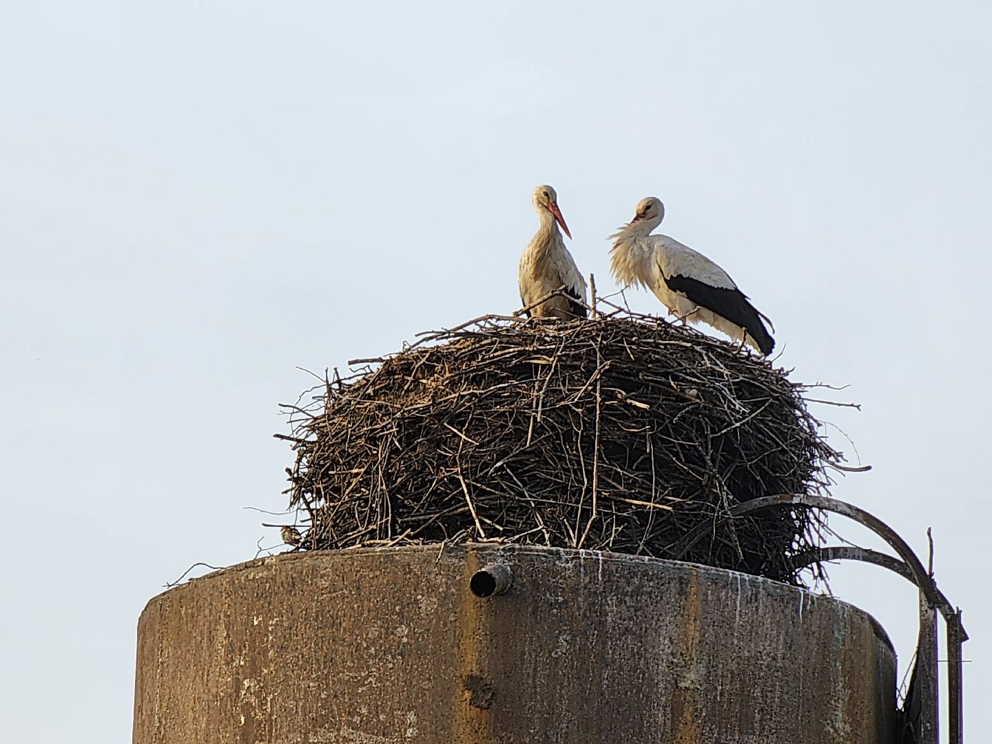 аисты, экология, подмосковье, московская область, руза, рузский городской округ, орнитология,
