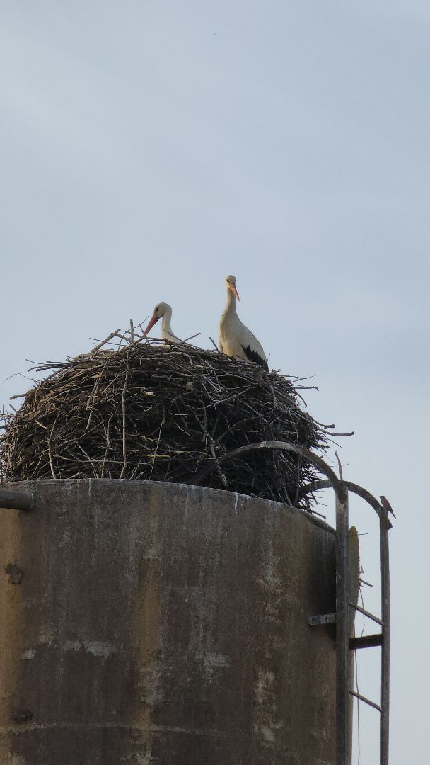 аисты, экология, подмосковье, московская область, руза, рузский городской округ, орнитология,