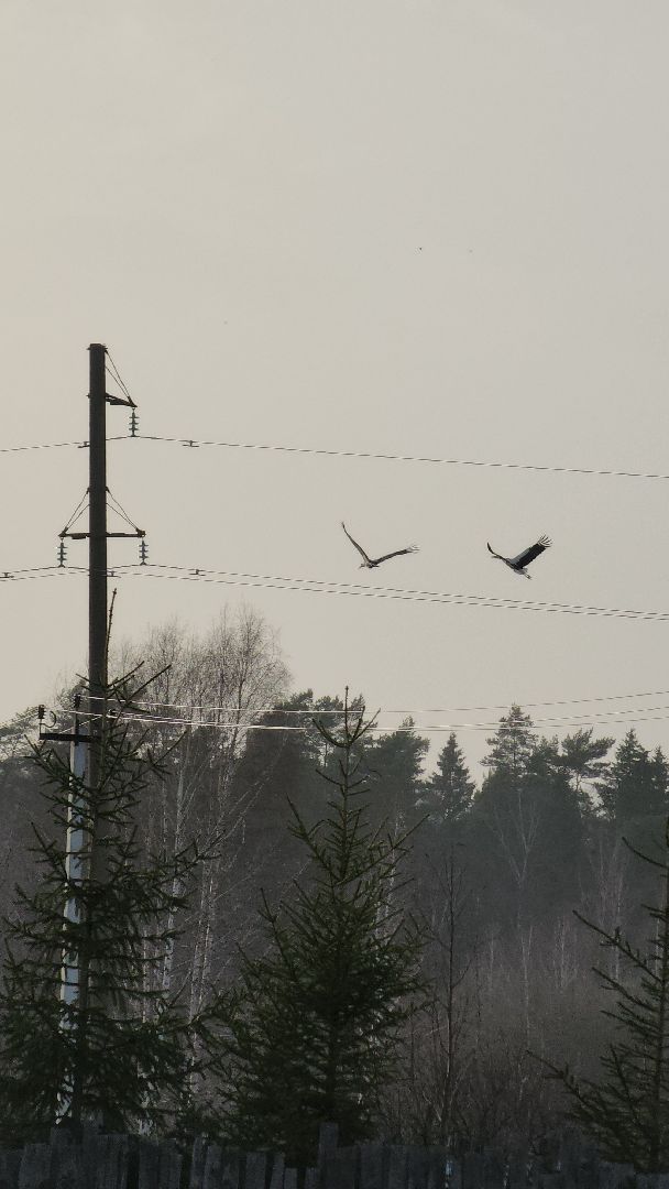 аисты, экология, подмосковье, московская область, руза, рузский городской округ, орнитология,