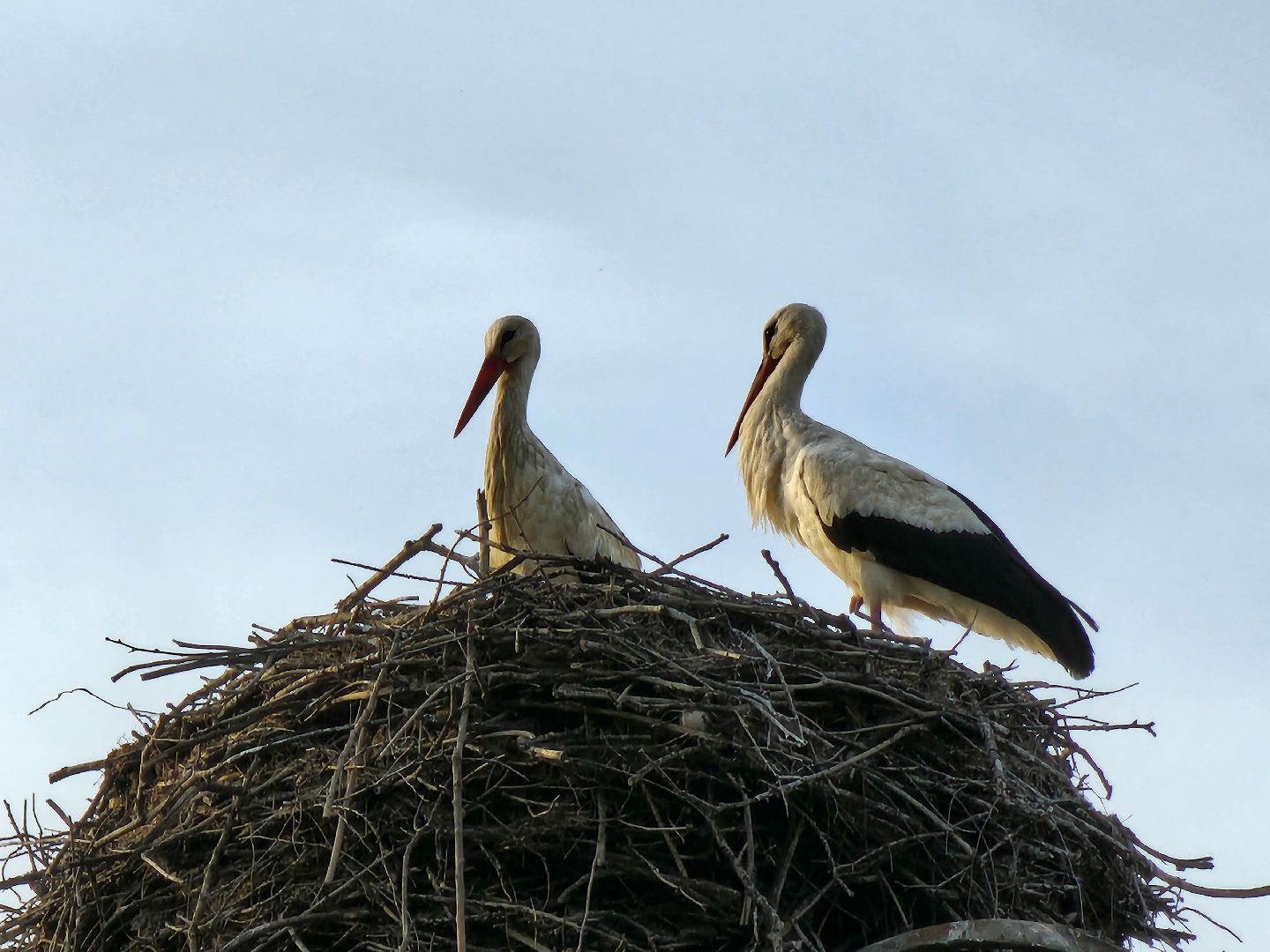 аисты, экология, подмосковье, московская область, руза, рузский городской округ, орнитология,