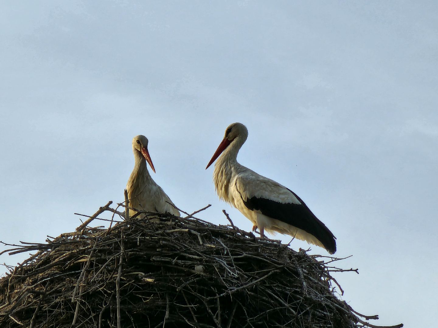 аисты, экология, подмосковье, московская область, руза, рузский городской округ, орнитология,