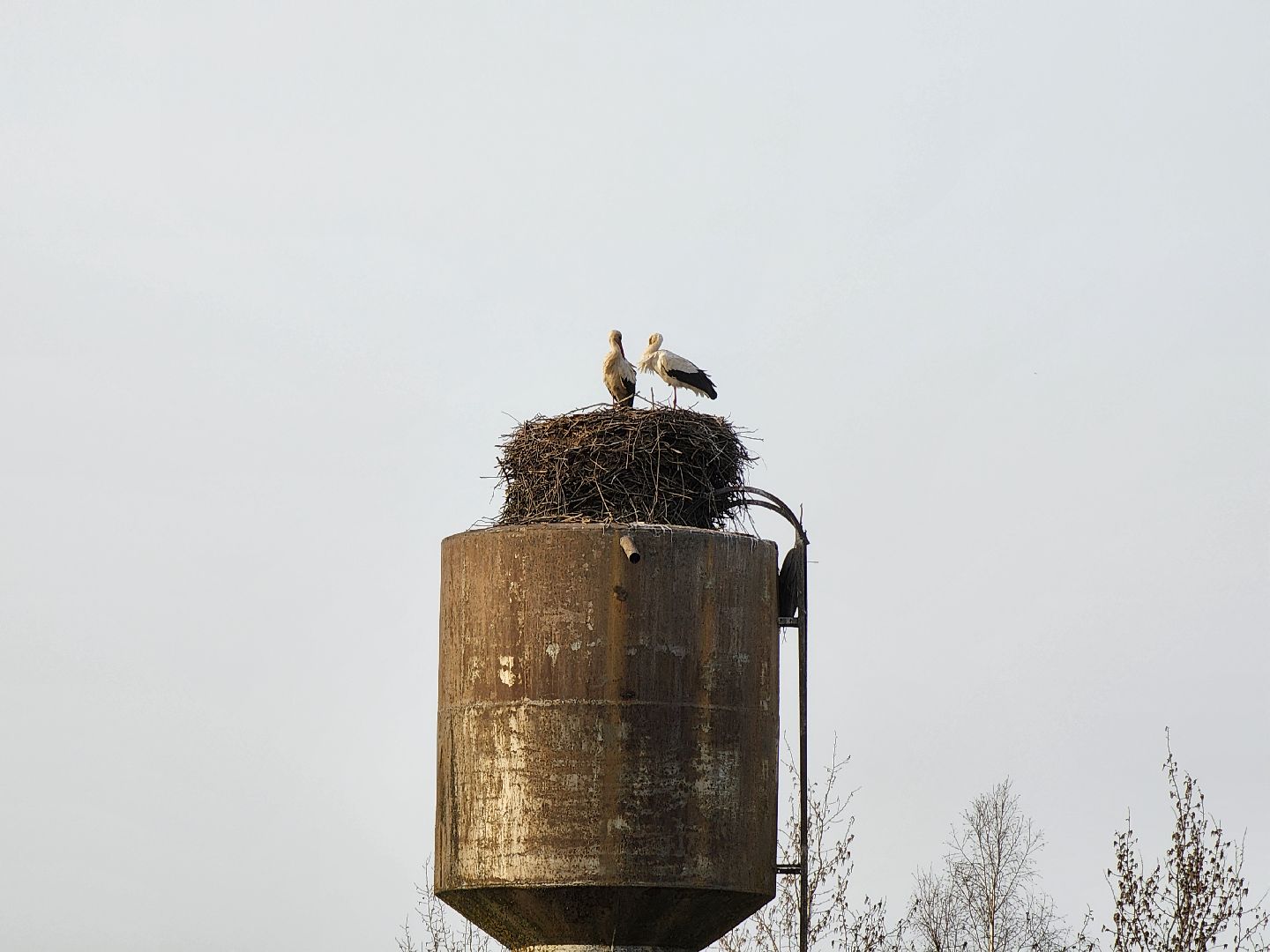 аисты, экология, подмосковье, московская область, руза, рузский городской округ, орнитология,