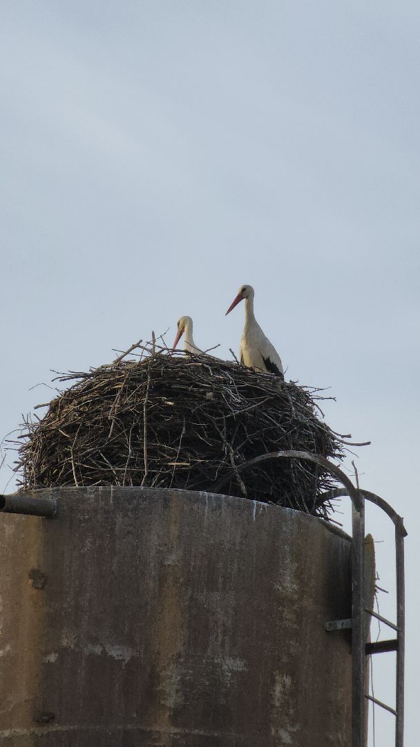 аисты, экология, подмосковье, московская область, руза, рузский городской округ, орнитология,