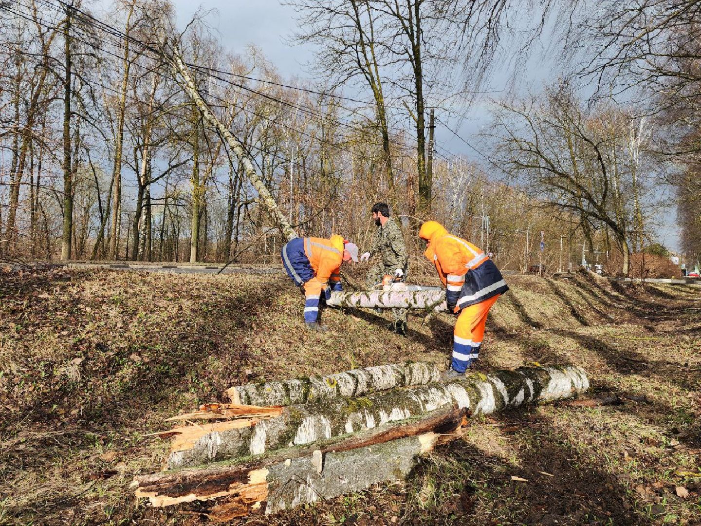 можайск, можайский городской округ, подмосковье, чп, порывы ветра, последствия непогоды, упавшие деревья, коммунальщики,
