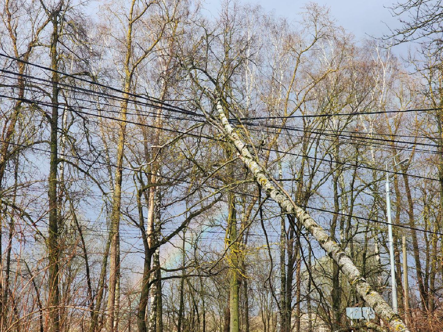 можайск, можайский городской округ, подмосковье, чп, порывы ветра, последствия непогоды, упавшие деревья, коммунальщики,
