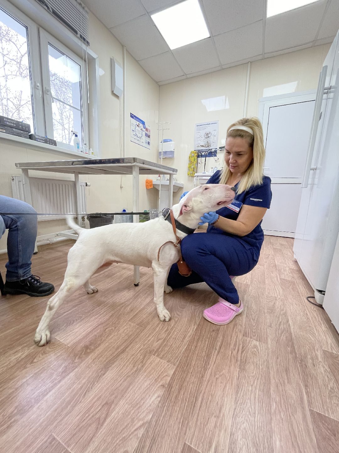 Одинцово, Одинцовский округ, бешенство, животные, кошки, собаки, ветеринария,