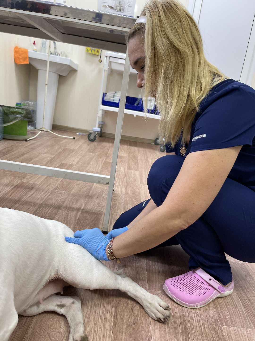 Одинцово, Одинцовский округ, бешенство, животные, кошки, собаки, ветеринария,