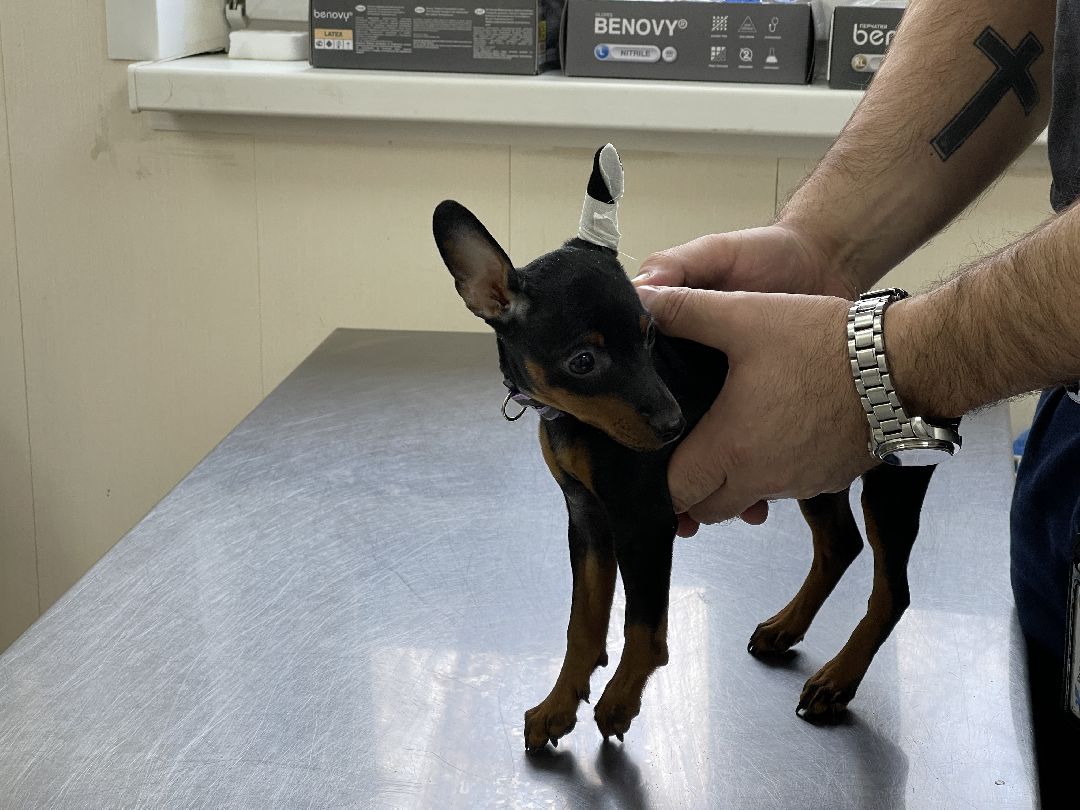 Одинцово, Одинцовский округ, бешенство, животные, кошки, собаки, ветеринария,