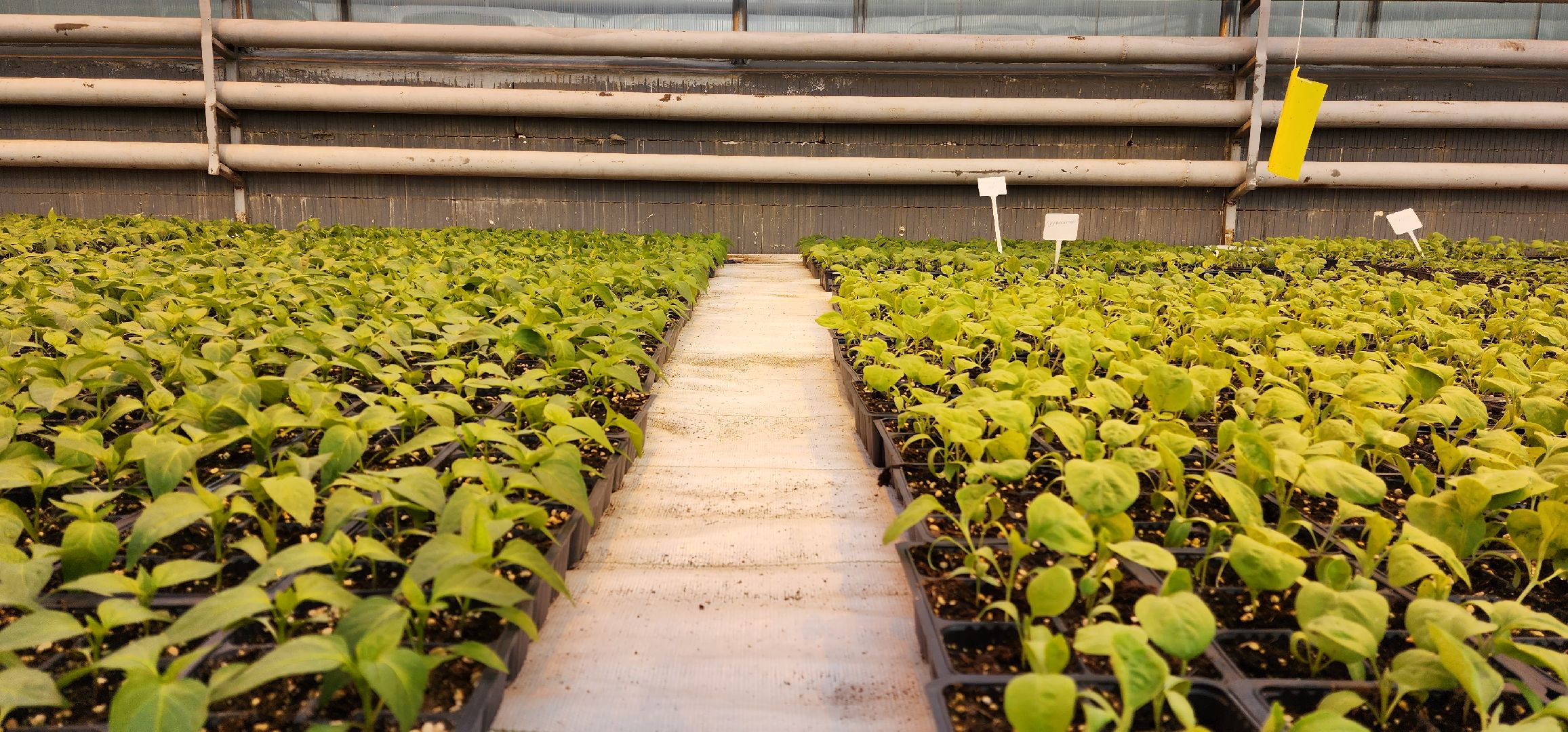 раменское, сельское хозяйство, агрофирма поиск, форум с зампредом правительства московской области,