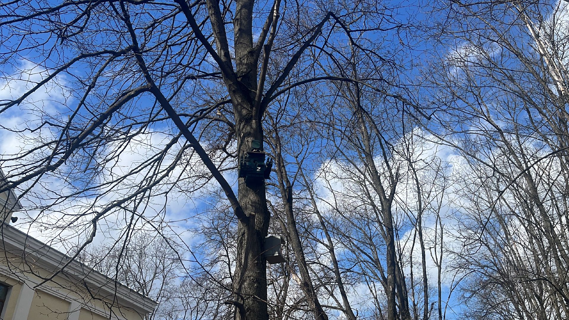 скворечник, скворечники, день пво, патриотика,