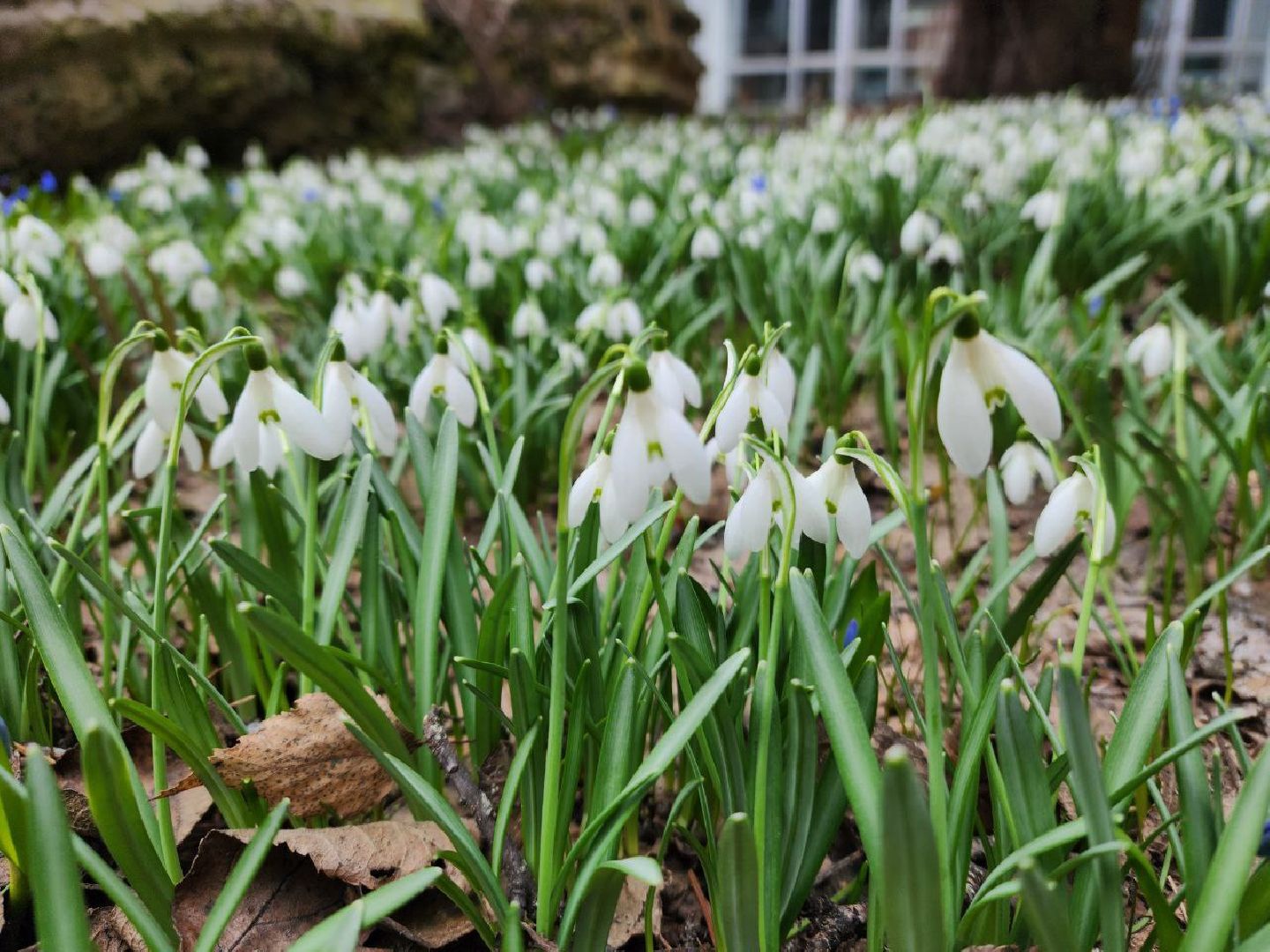 пущино, экология, первоцветы,