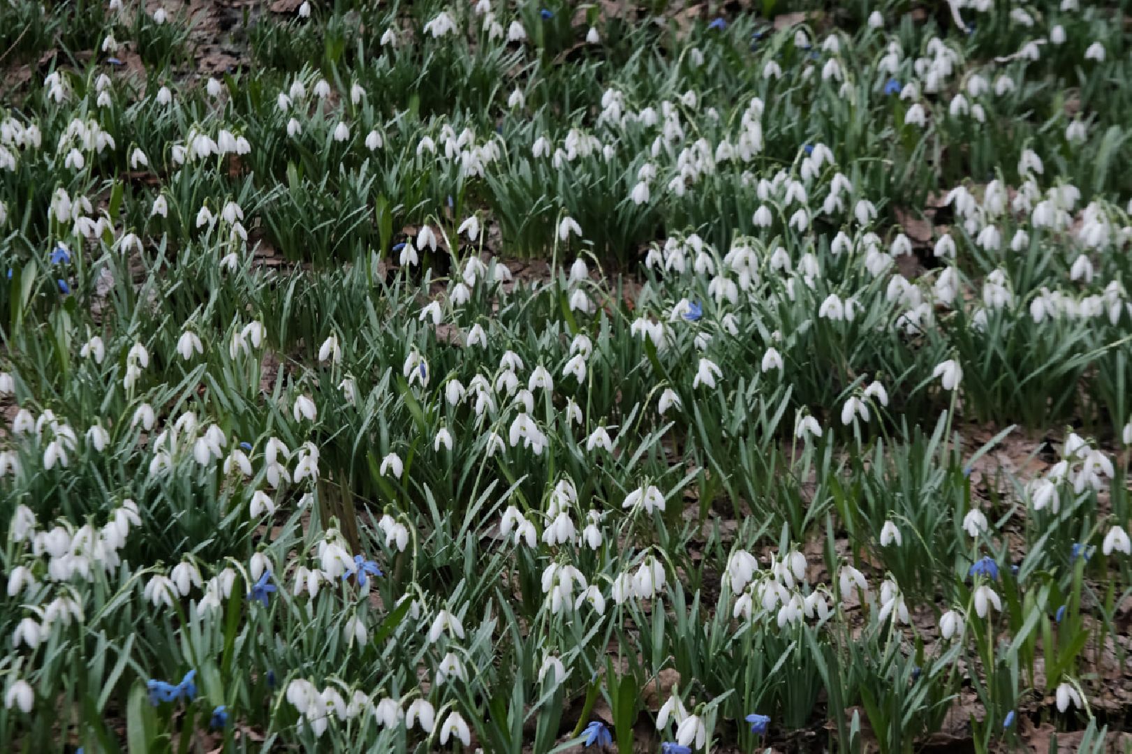 пущино, экология, первоцветы,