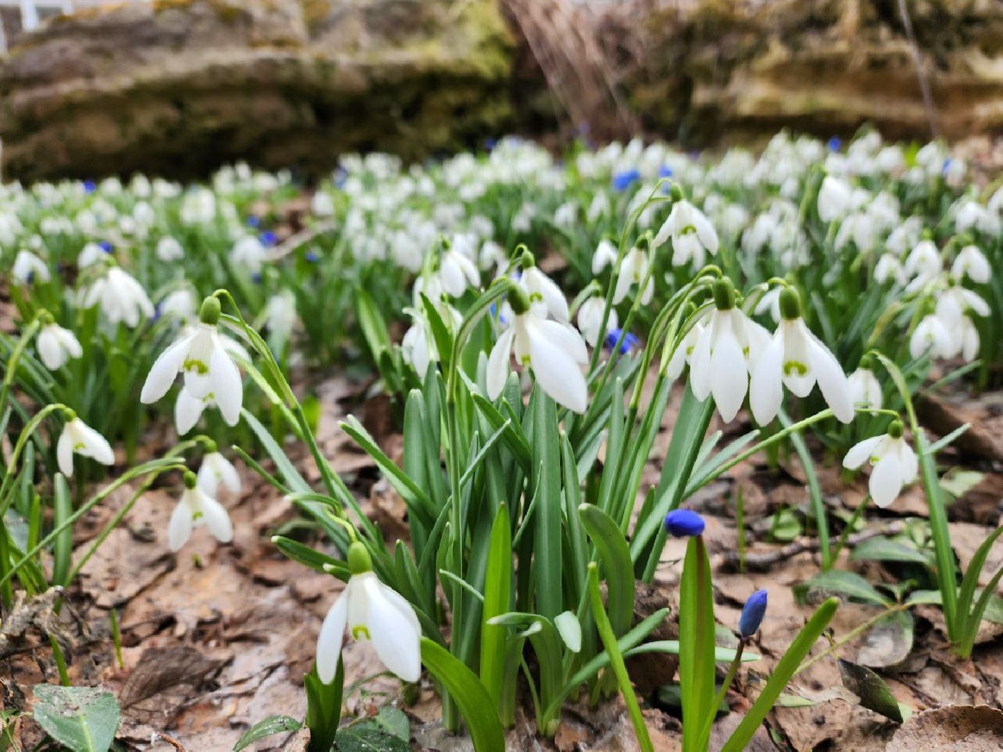 пущино, экология, первоцветы,