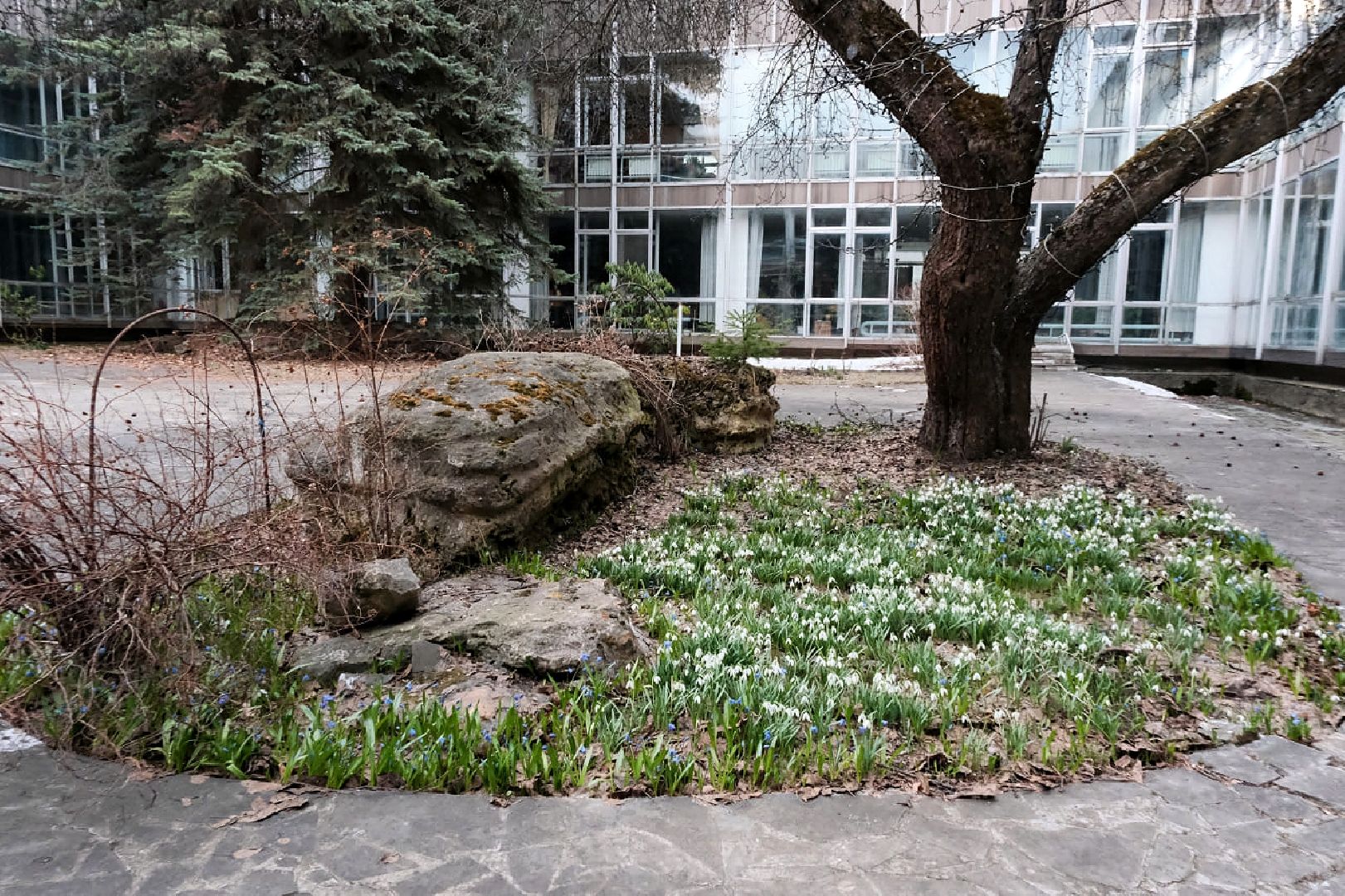 пущино, экология, первоцветы,