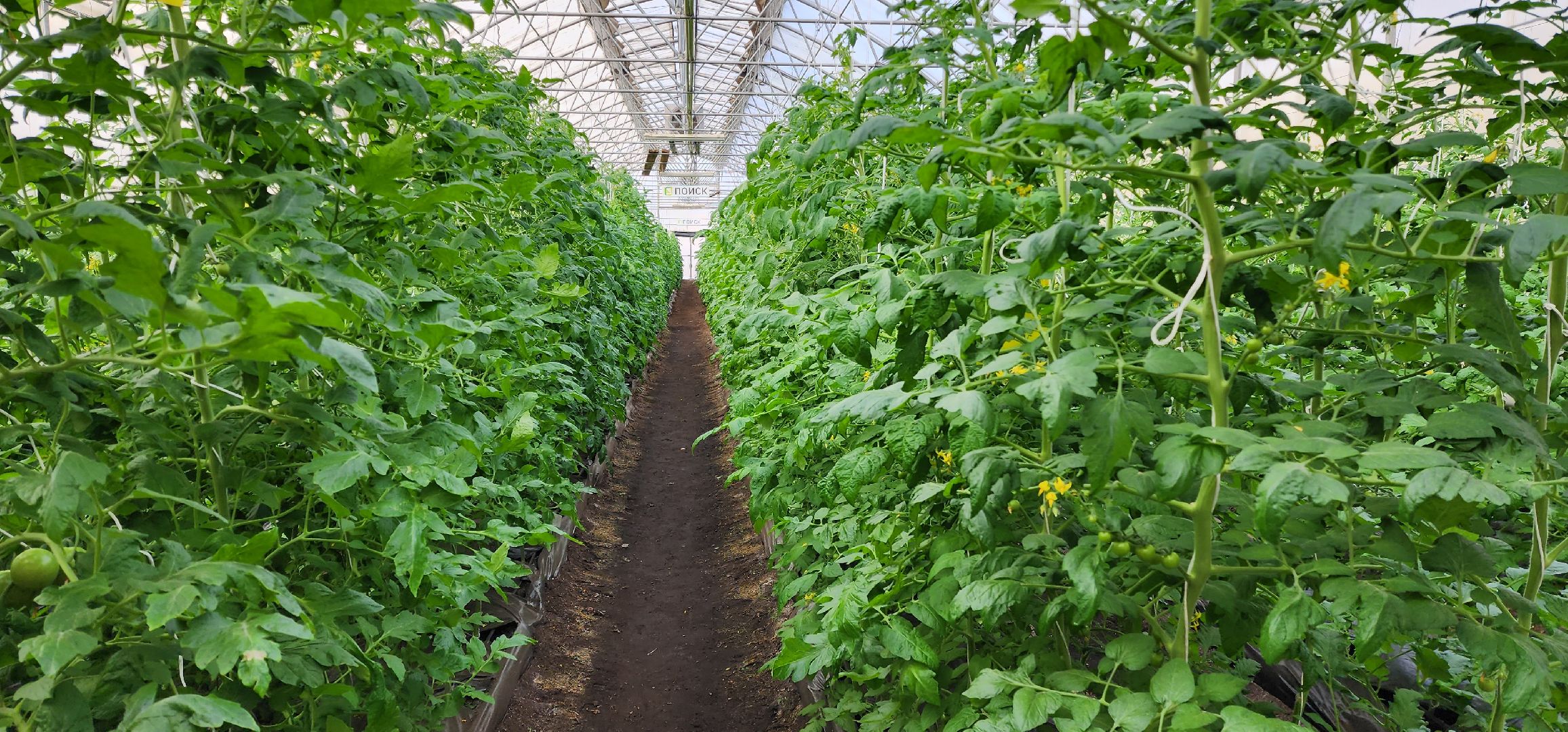 раменское, сельское хозяйство, агрофирма поиск, подготовка кадров в сельскохозяйственной отрасли,