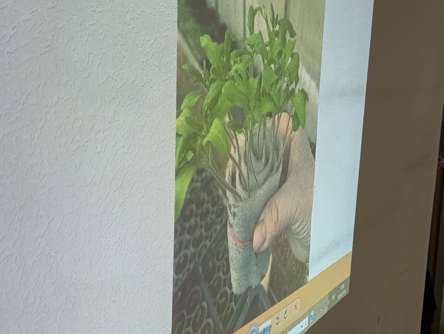 Бронницы, Садоводство, Активное долголетие, Выращивание рассады,