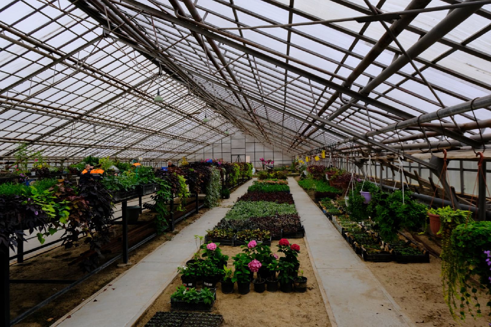 пущино, благоустойство, цветы,