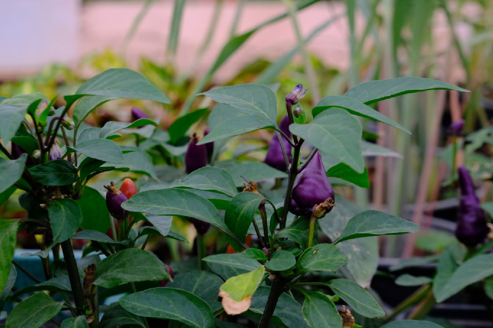 пущино, благоустойство, цветы,