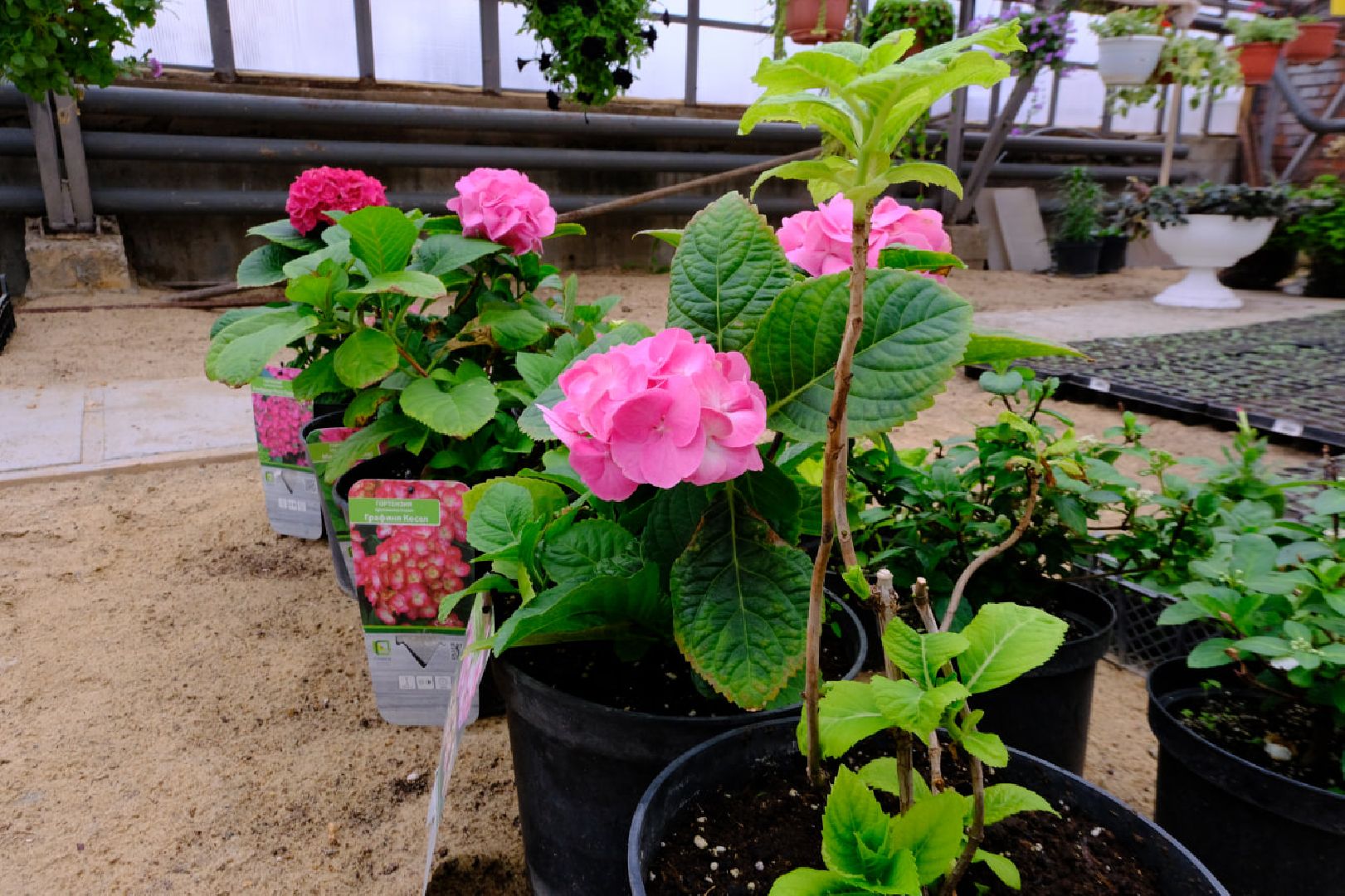 пущино, благоустойство, цветы,