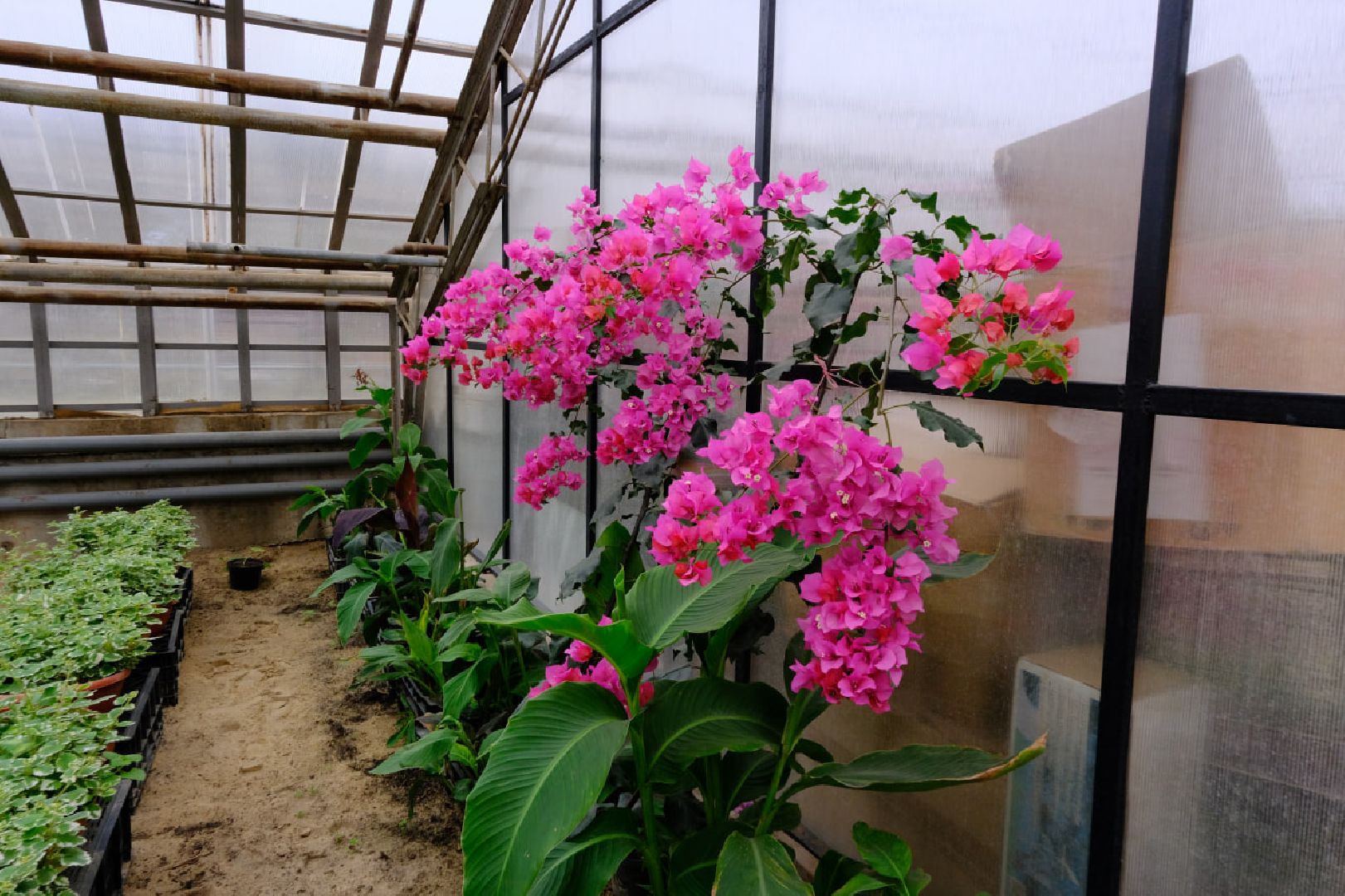 пущино, благоустойство, цветы,