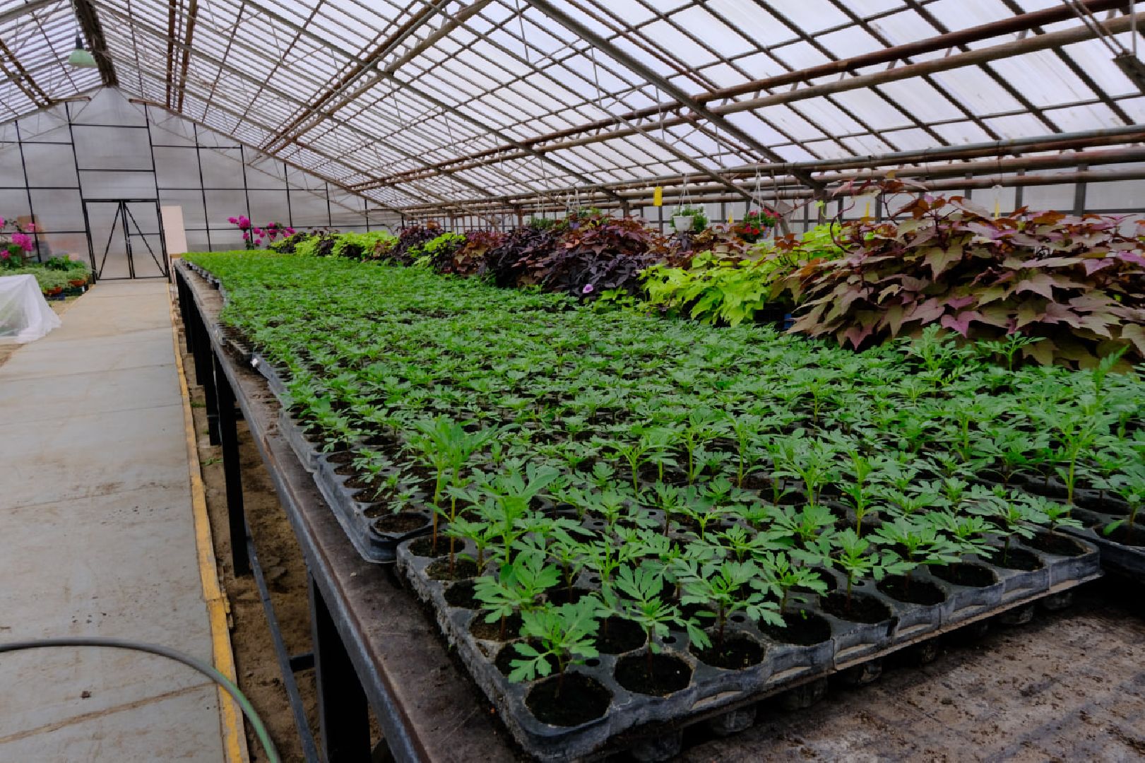 пущино, благоустойство, цветы,