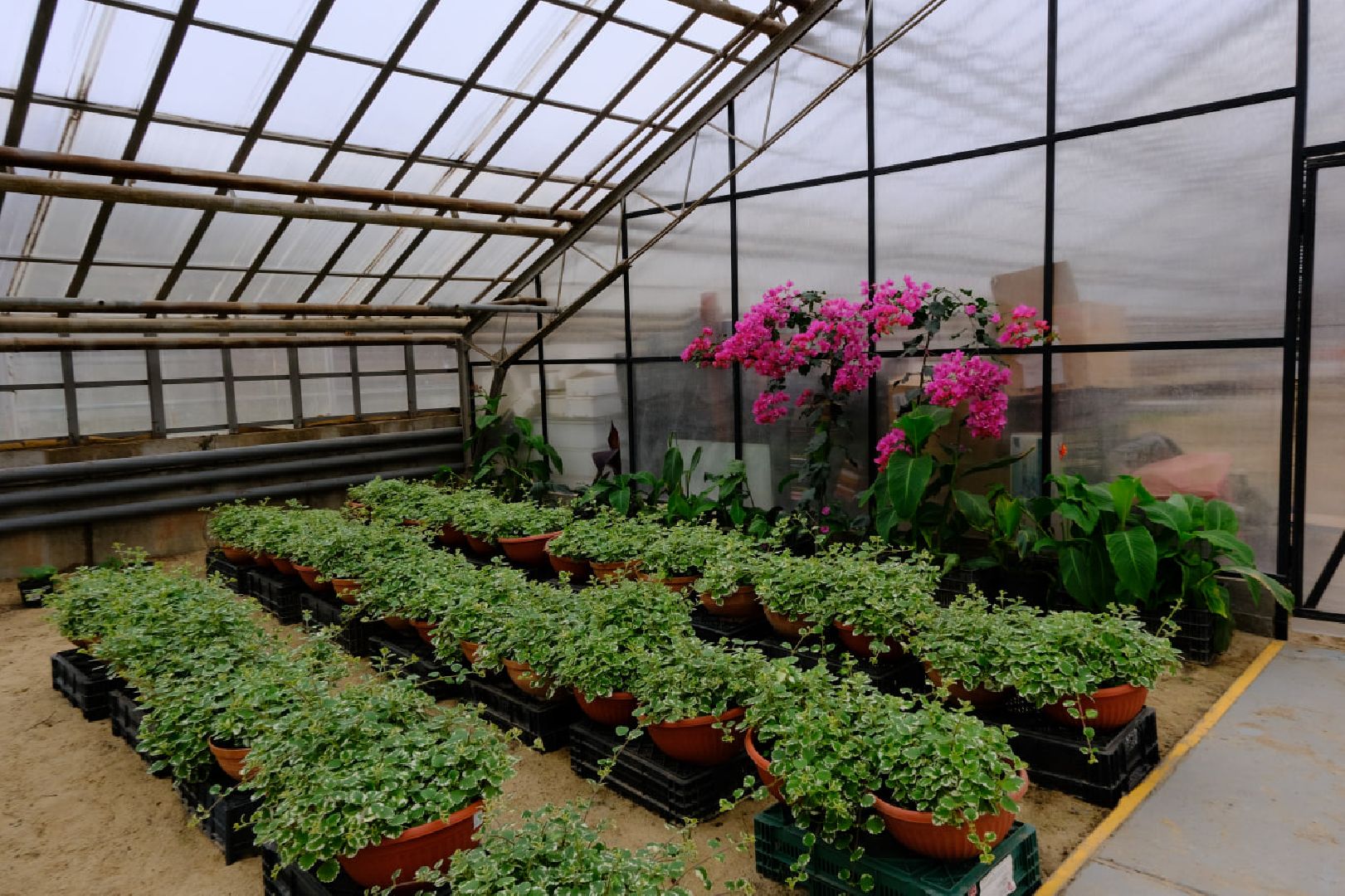 пущино, благоустойство, цветы,