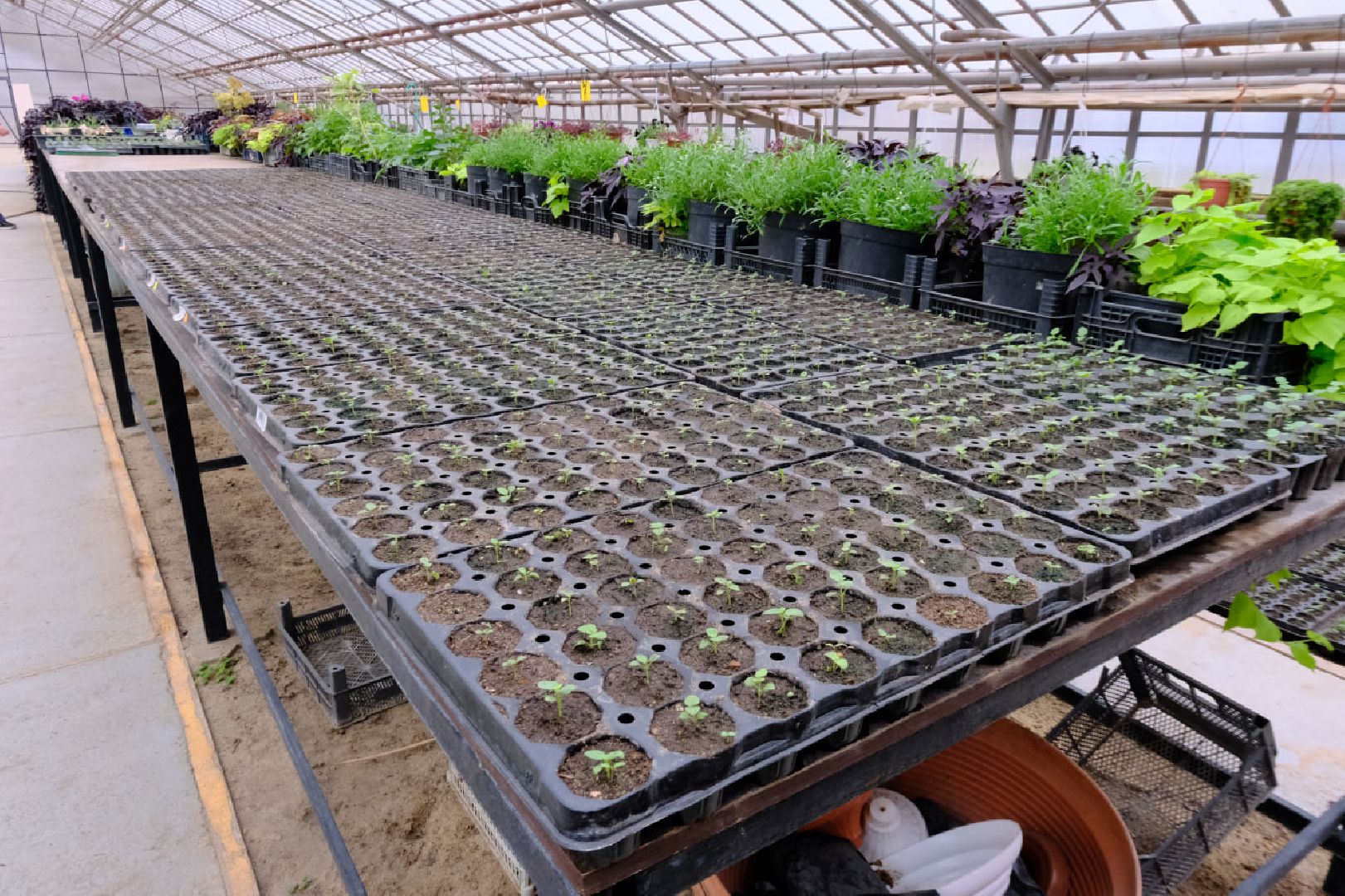 пущино, благоустойство, цветы,