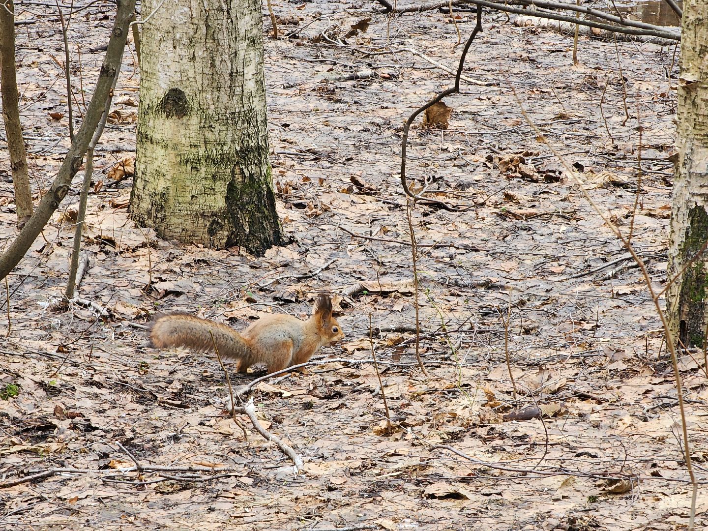 химки, парк, белки, общество,