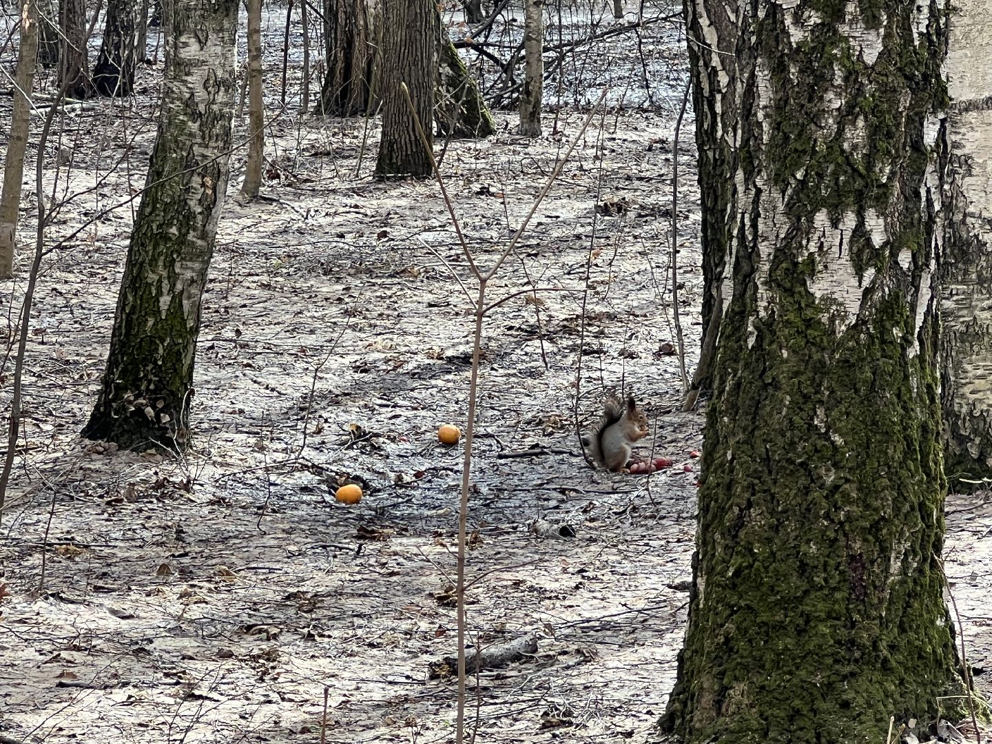 химки, парк, белки, общество,