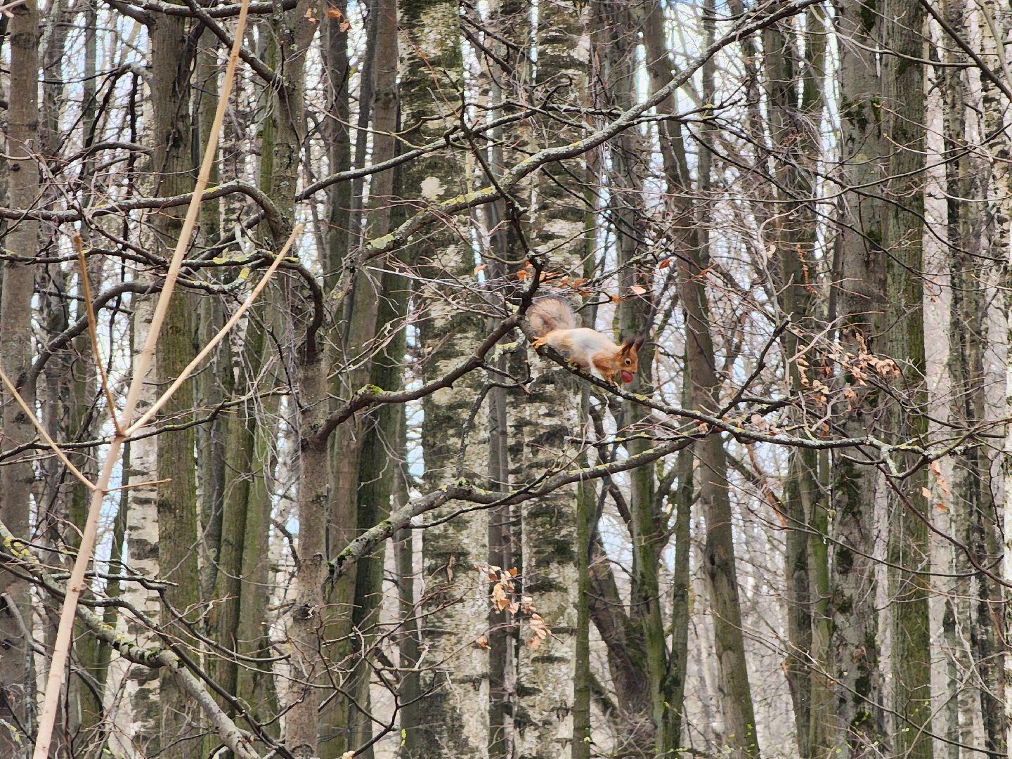 химки, парк, белки, общество,