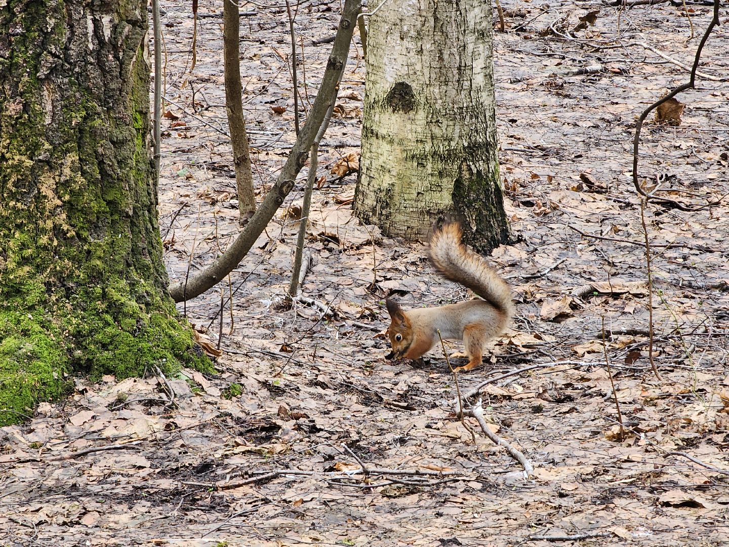 химки, парк, белки, общество,