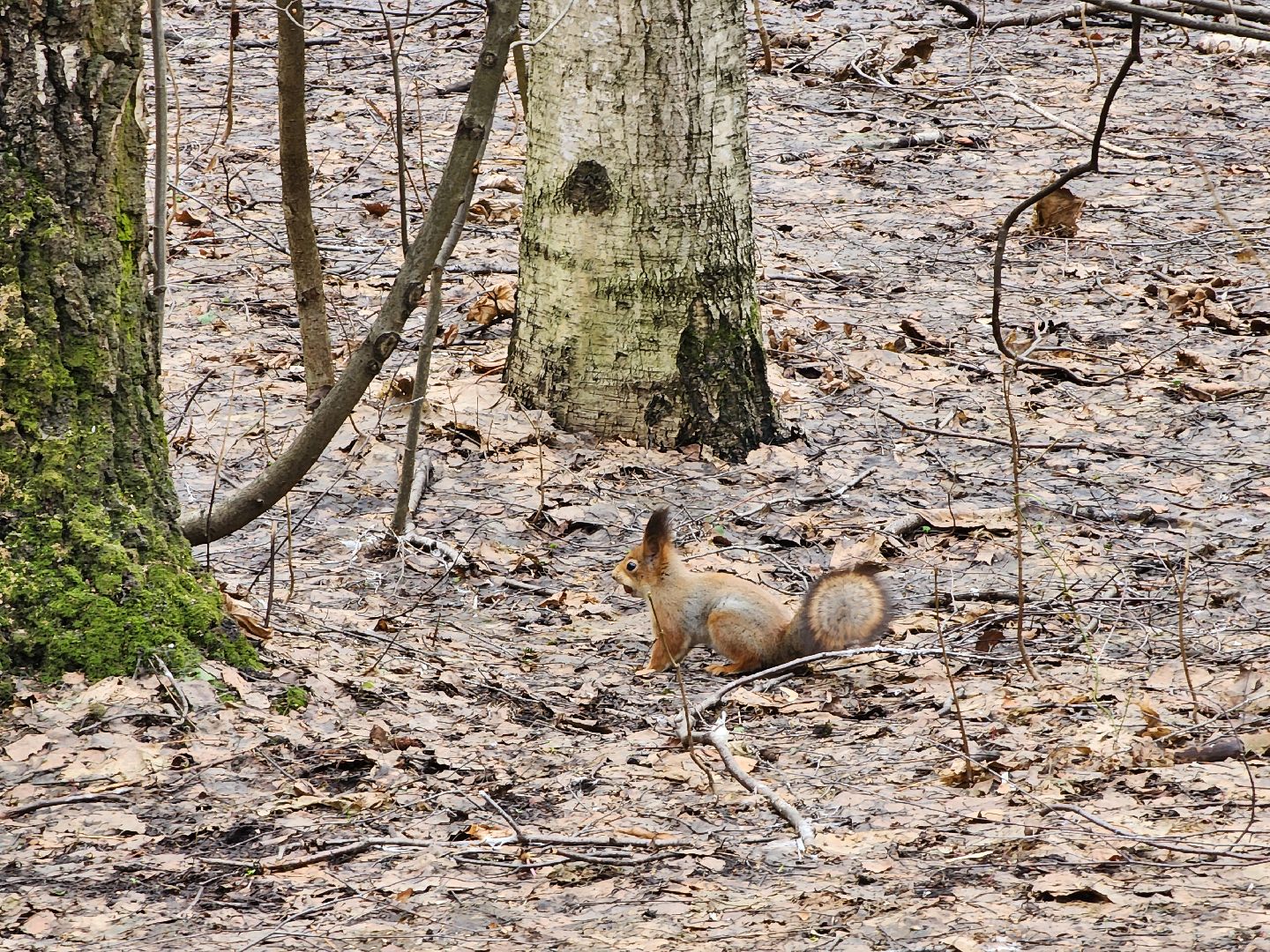 химки, парк, белки, общество,