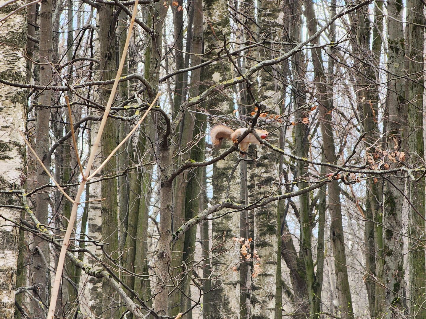 химки, парк, белки, общество,