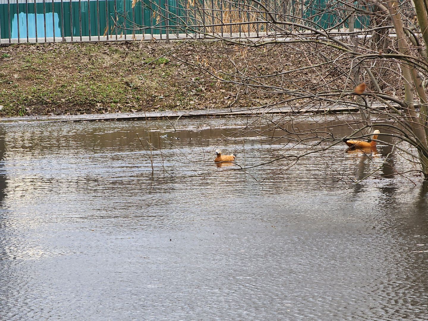 химки, общество, парк, утки,