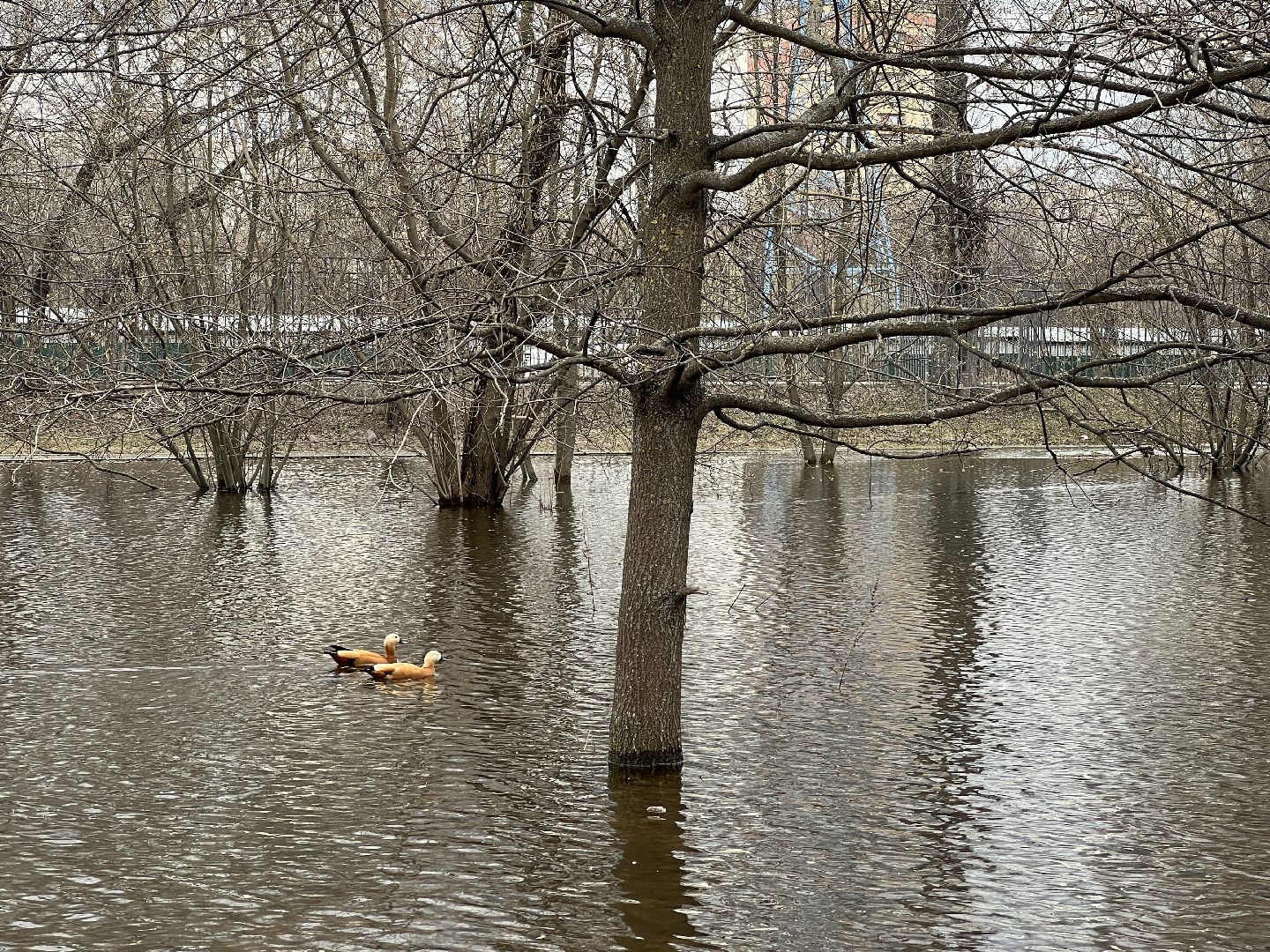химки, общество, парк, утки,