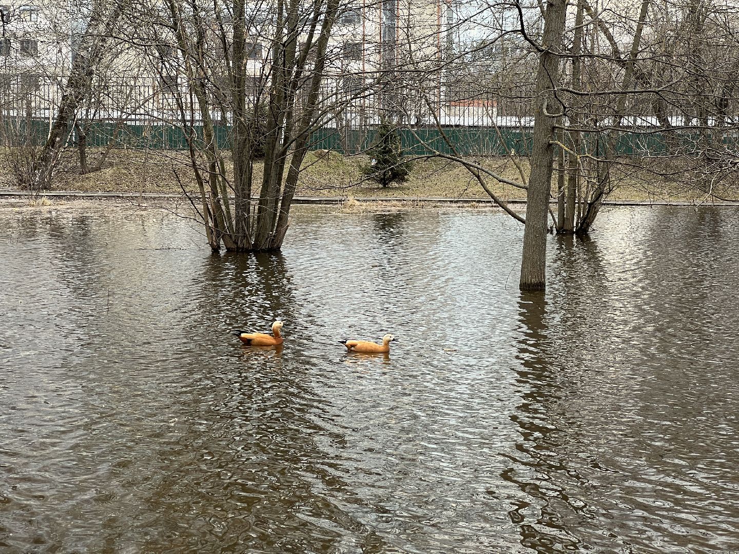 химки, общество, парк, утки,