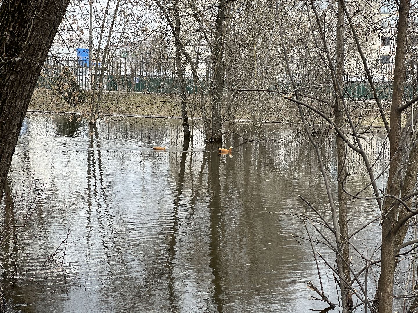 химки, общество, парк, утки,