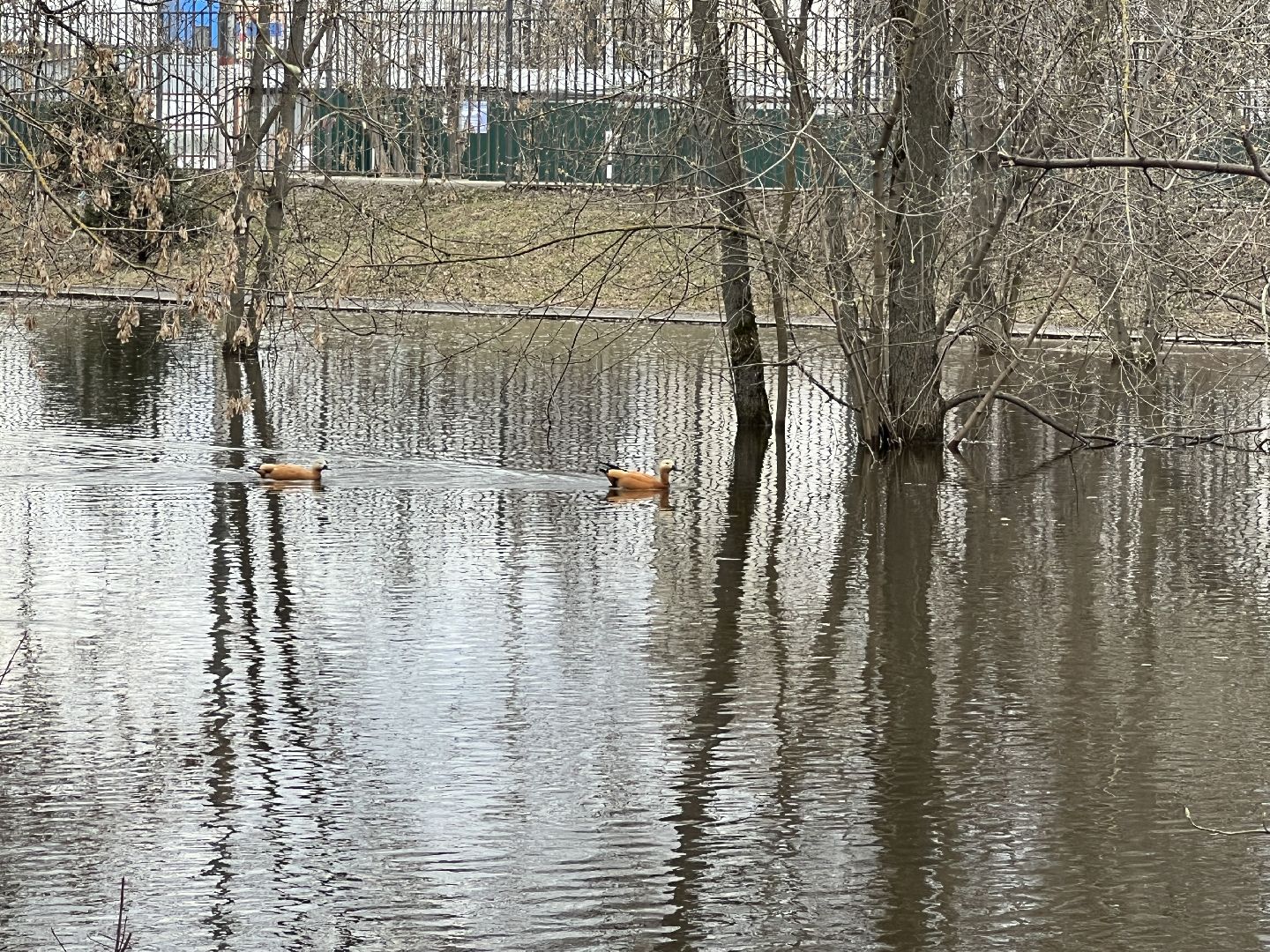 химки, общество, парк, утки,